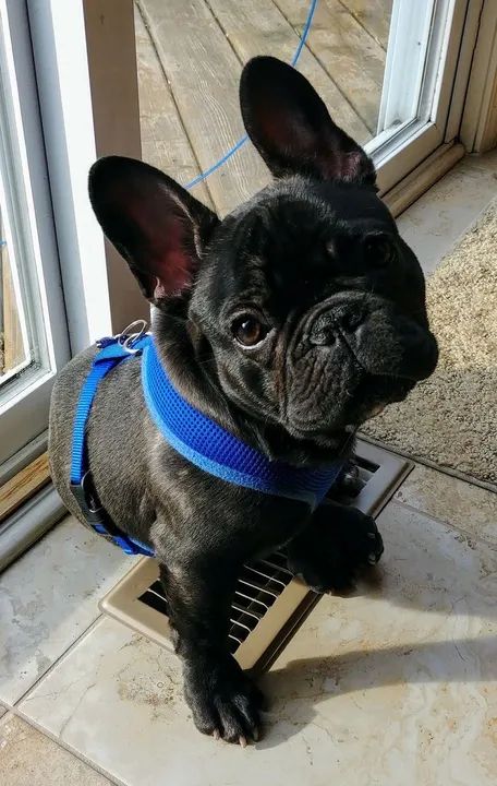 Bulldog Francês Na Coleira Azul