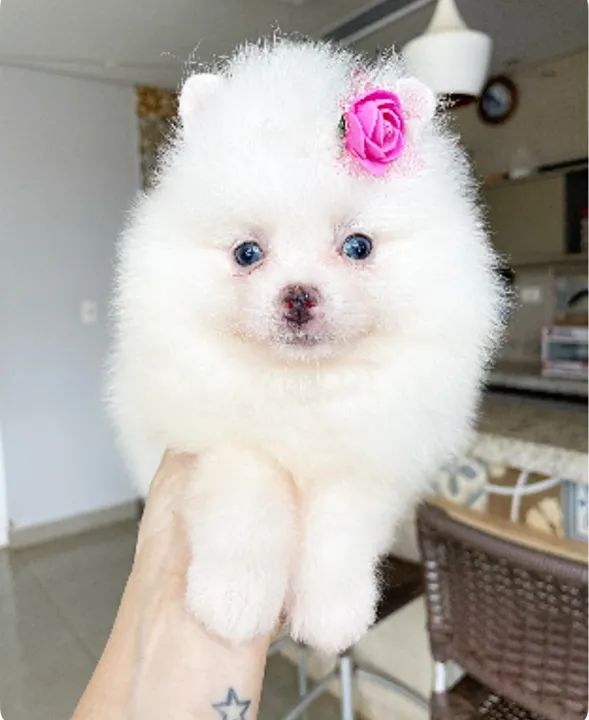 Pomerânia Fêmea, Branca 