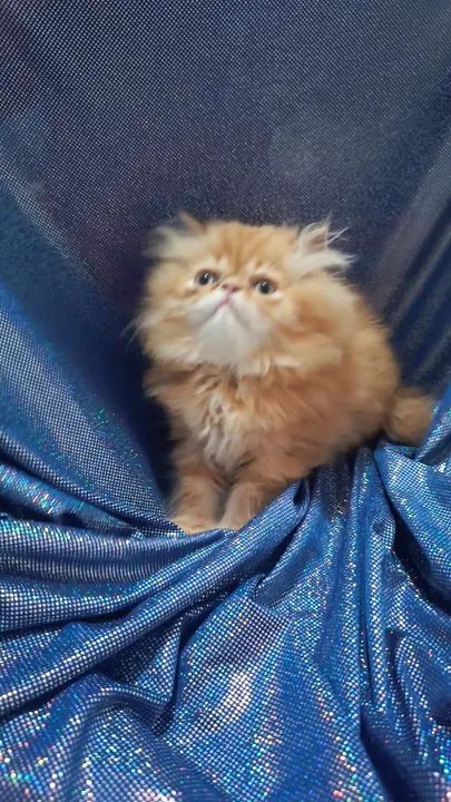 Gatinho persa  - Foto 6