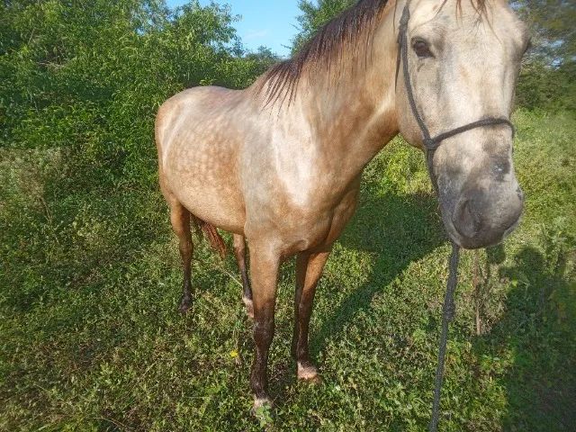 Cavalo manso de sela  - Foto 6