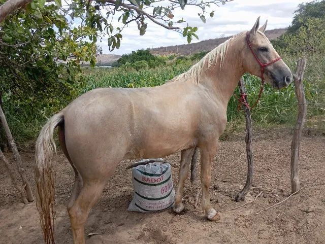 Cavalo manga larga  - Foto 2