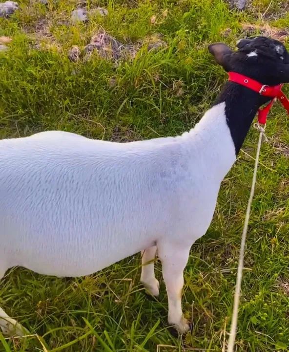 ovelha Dorper - Foto 4