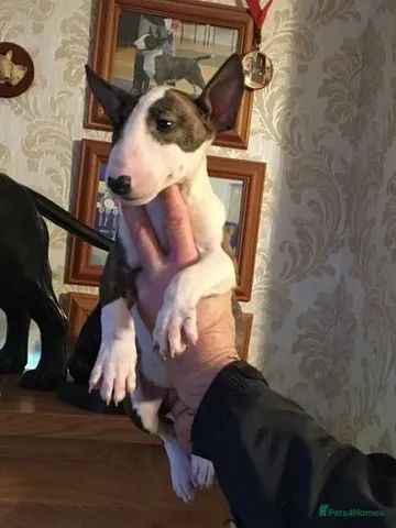 Bull terrier puppies store for sale olx