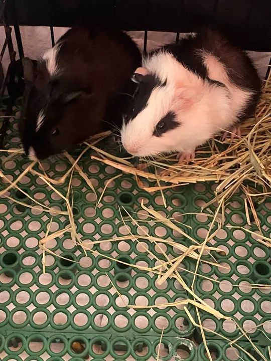 Quatro porquinhos da índia 