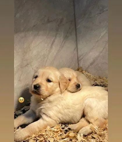 Filhotes Golden Retriever - Lindos! - Foto 2