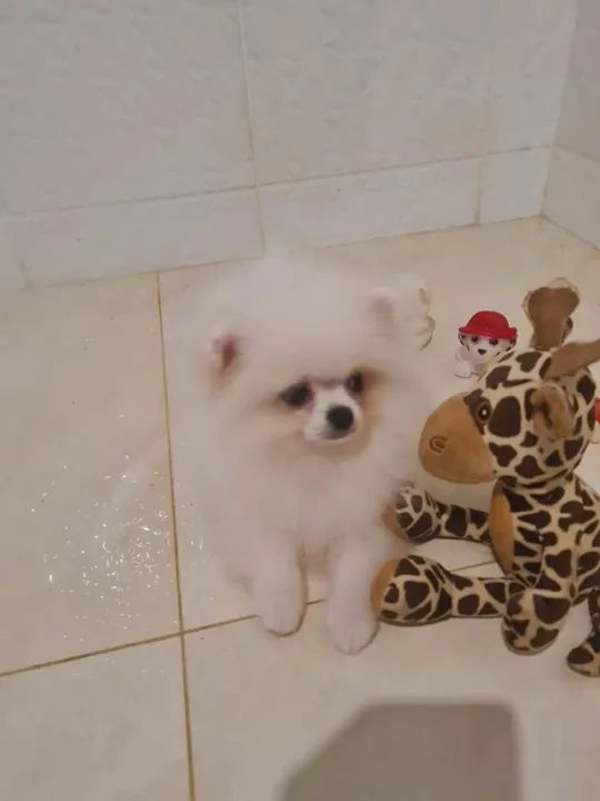 Fofurinha com Desconto Imperdivel!!! - Foto 3