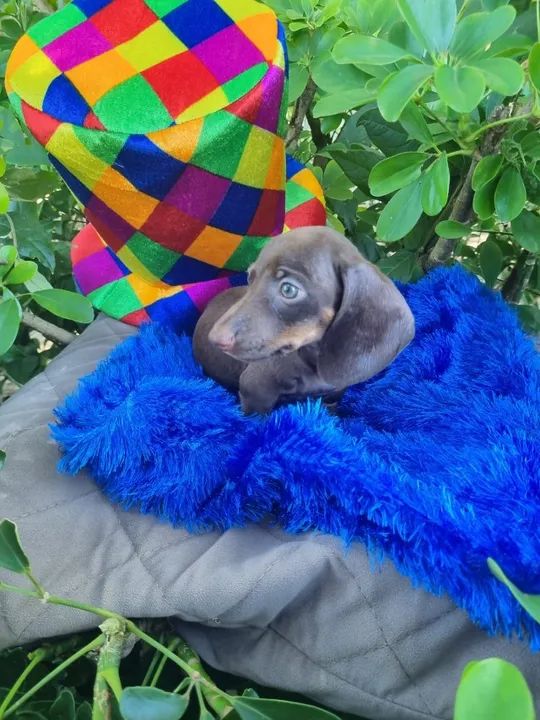 Machinhos, salsicha, dachshund - Foto 5