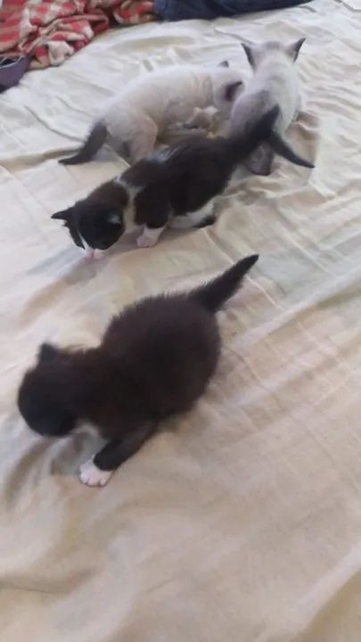 Doação de gatinhos filhotes - Entrega gratis [2 machos e 2 femeas] - Foto 2