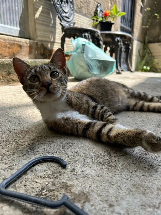 Gata para adoção RESPONSÁVEL  - Foto 2