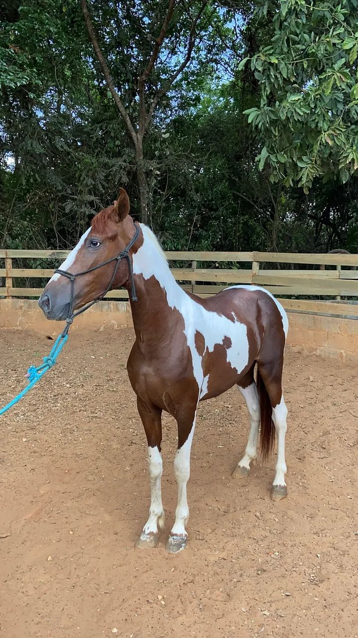 VENDE-SE POTRO PAMPA DE MARCHA PICADA - Foto 4