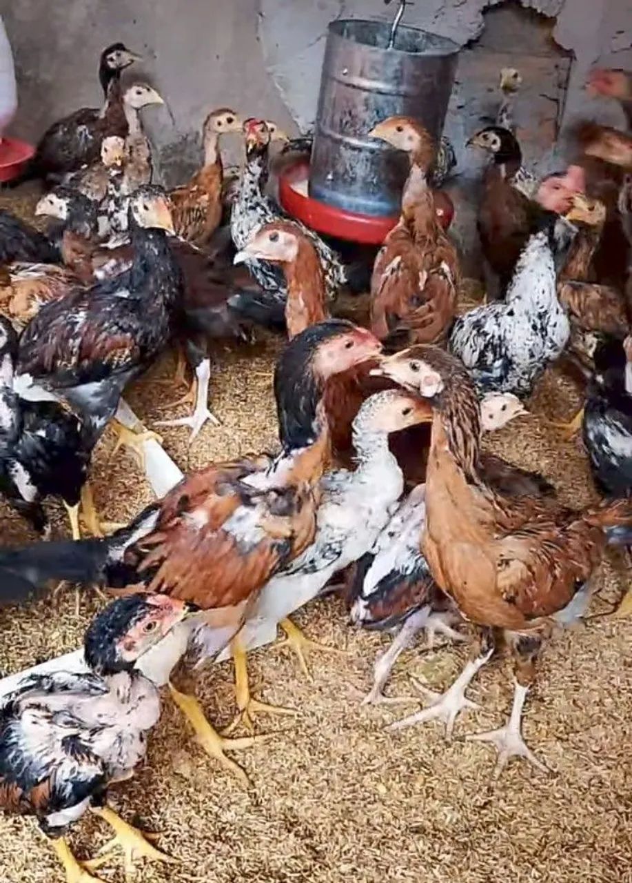 Pintinhos caipira - Foto 2