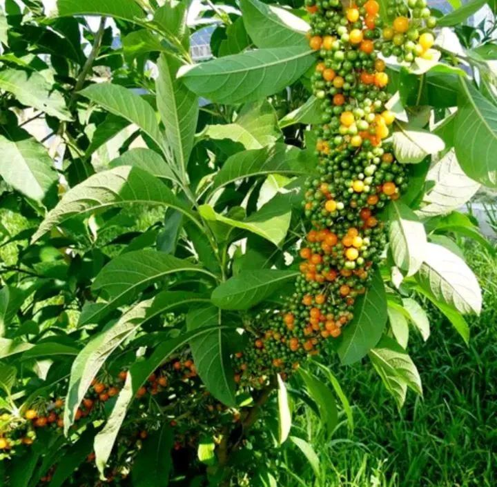 Mudas de Fruto da Sábia  - Foto 2