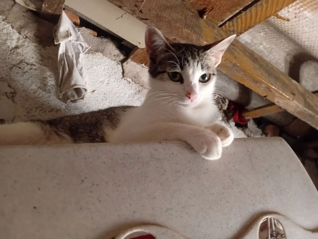 Gata para adoção  - Foto 2