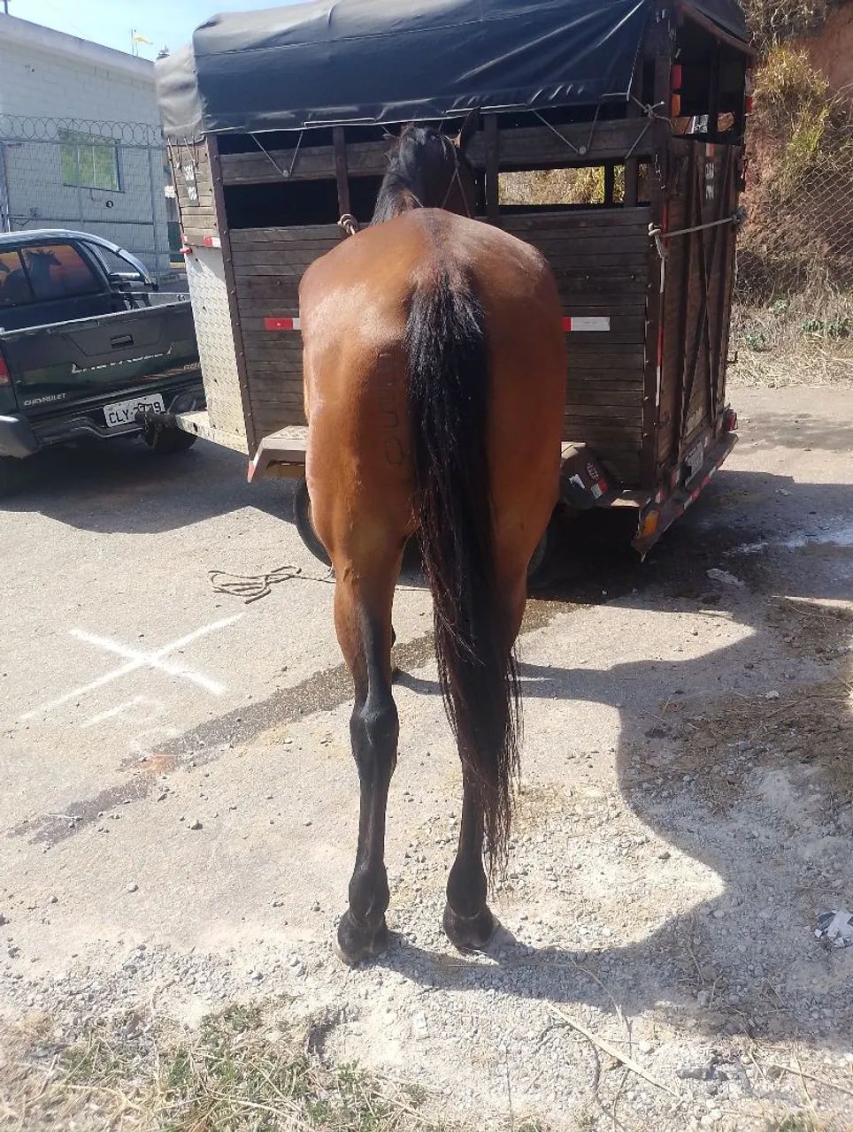 Égua Argentina de engate  - Foto 5