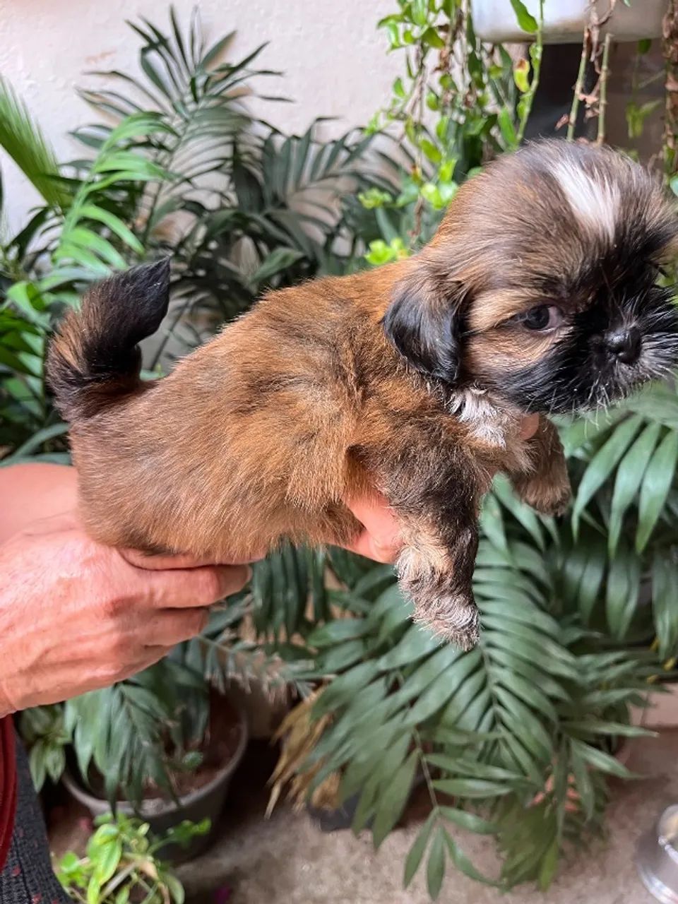 Mini Shitzu - Foto 5