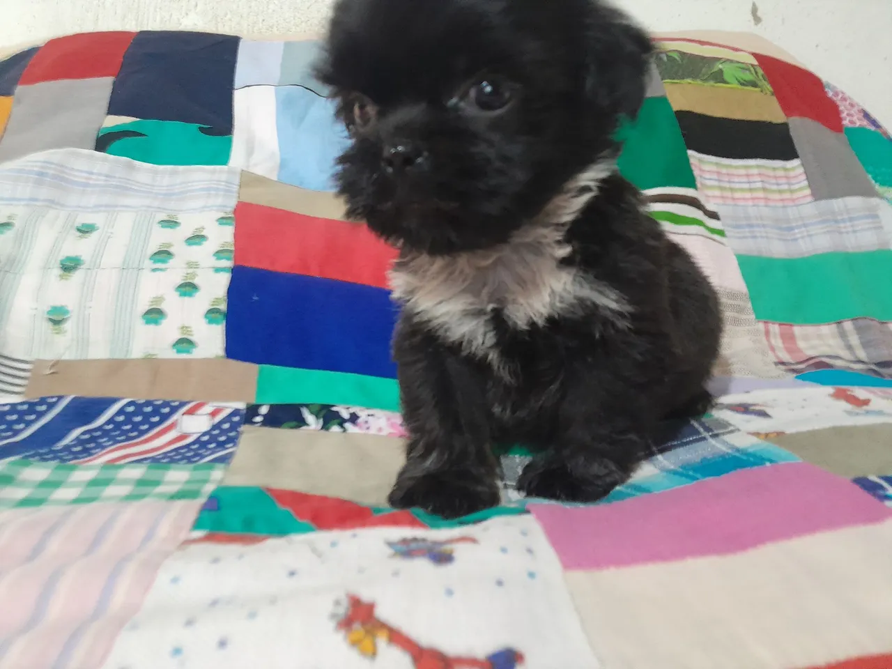 Filhote Shih Tzu Macho