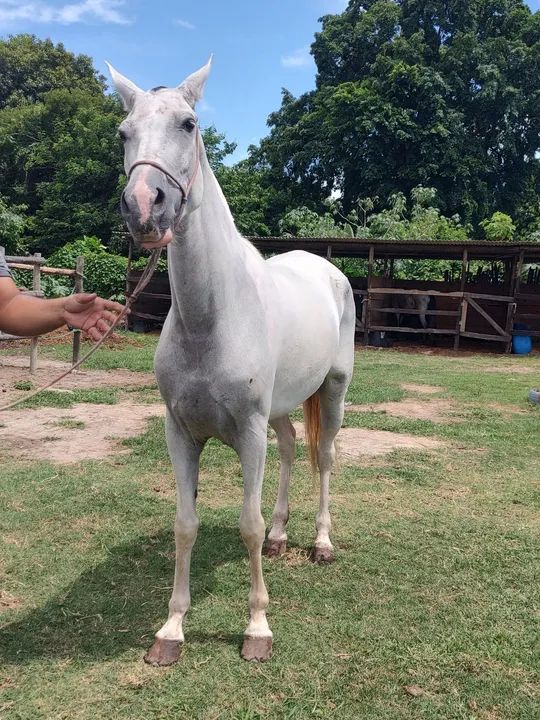 Égua Mangalarga Marchador Pampa dágua - 5 anos - Foto 5