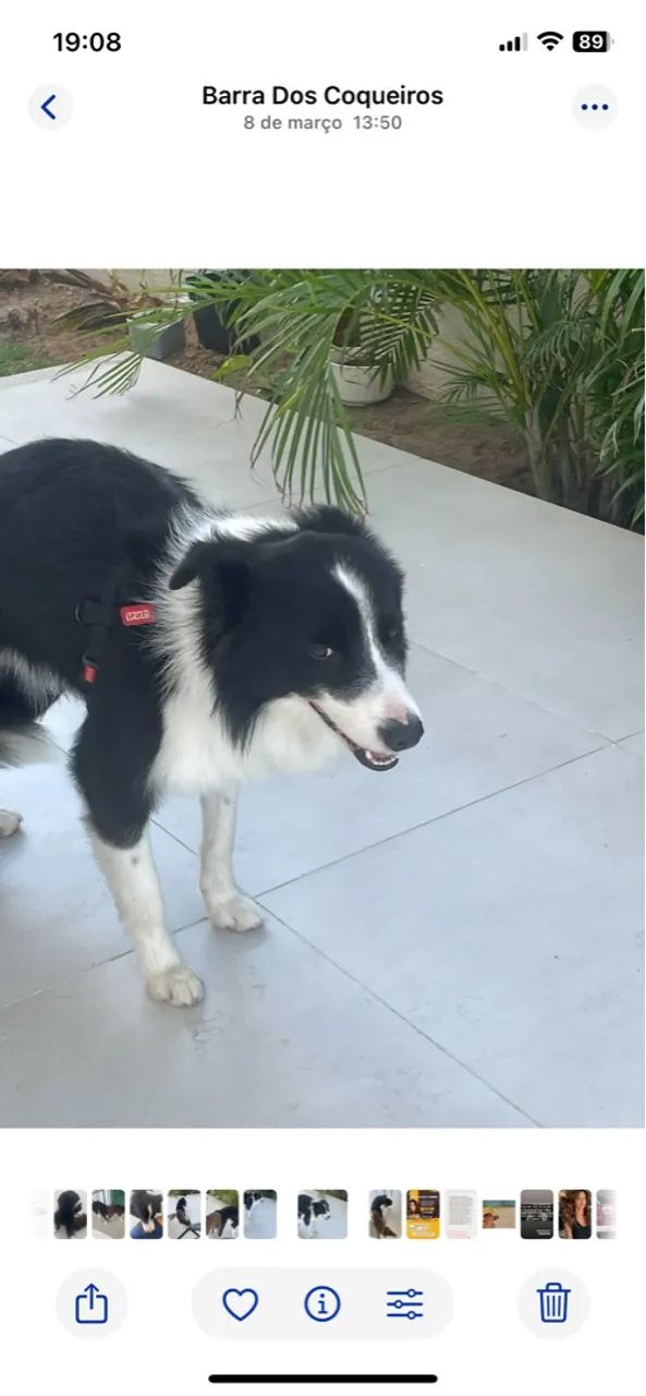 Border Collie! Lindos filhotes da raça Border Collie!  - Foto 3