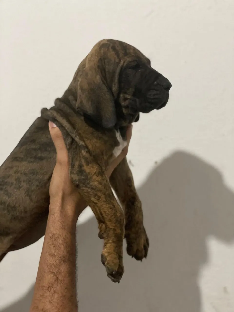 Filhote de Fila Brasileiro com 45 Dias