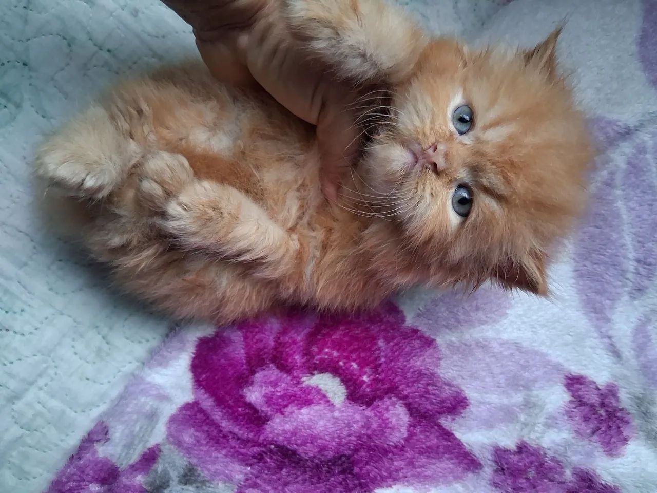 LEÃOZINHO PERSA MACHO 