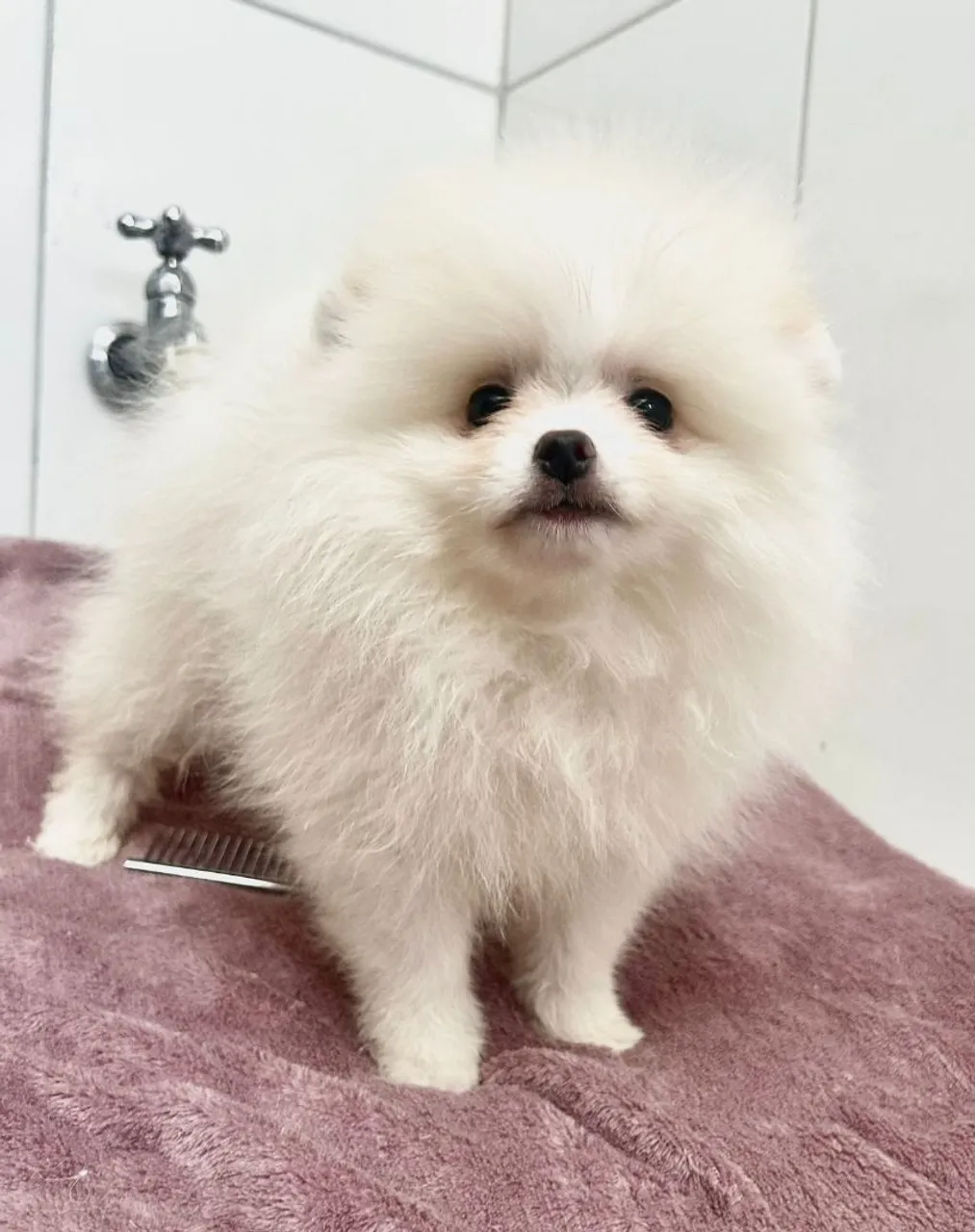 Filhote de Spitz Alemão Anão (Lulu da Pomerânia)