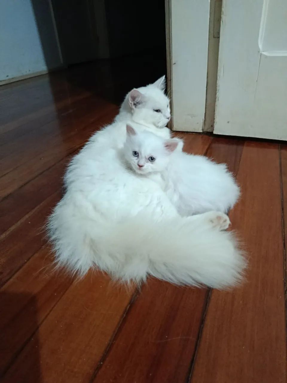 Gata angora persa - Foto 4