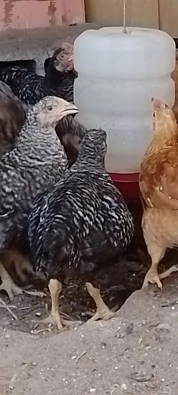 Frangos e frangas