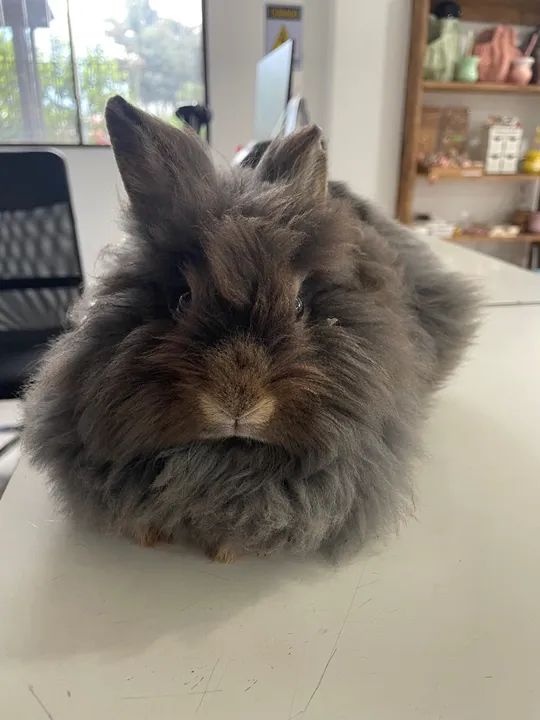 Coelho da raça Lion 