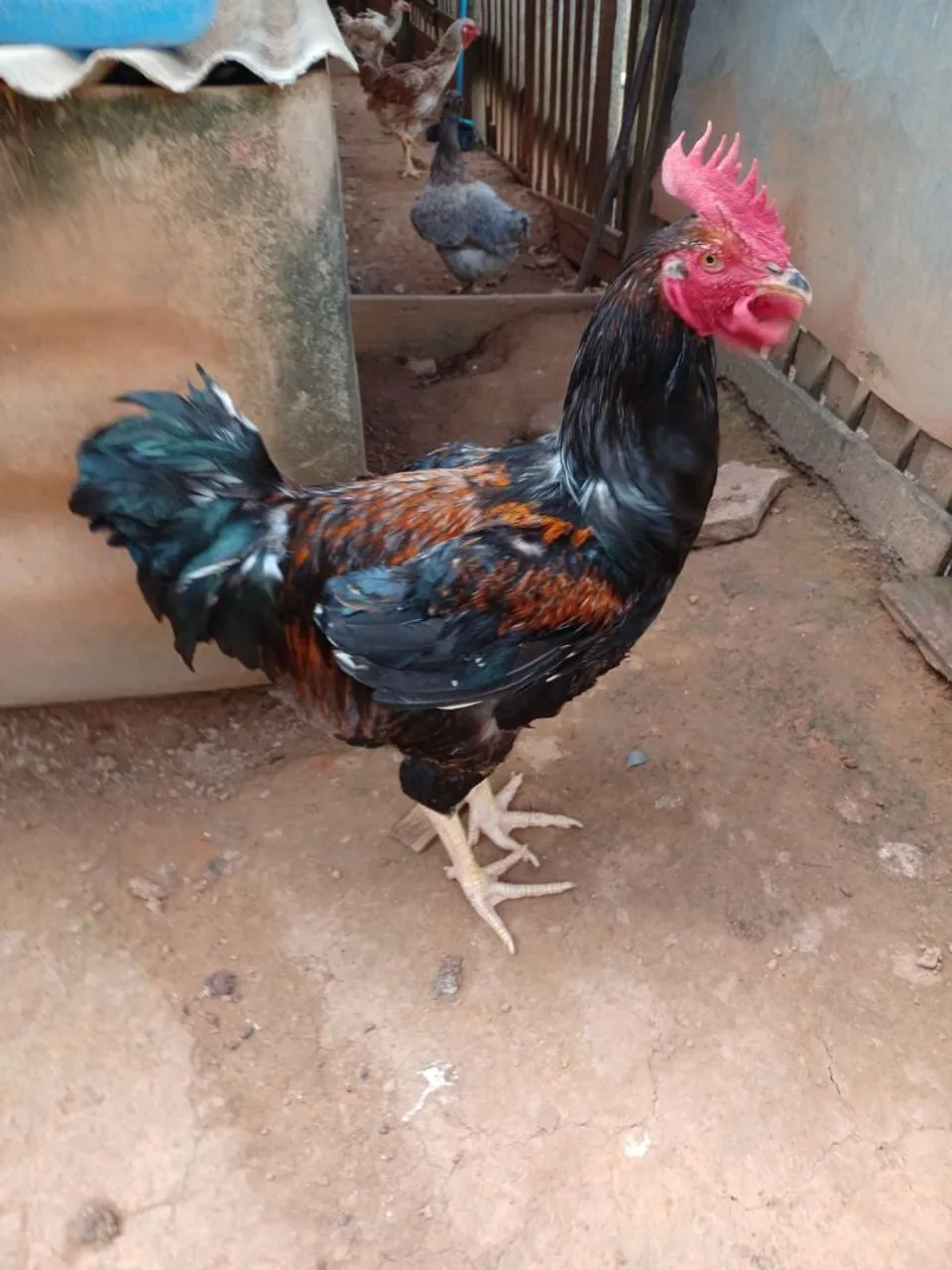 VENDO ESSE FRANGO DA RAÇA GSB