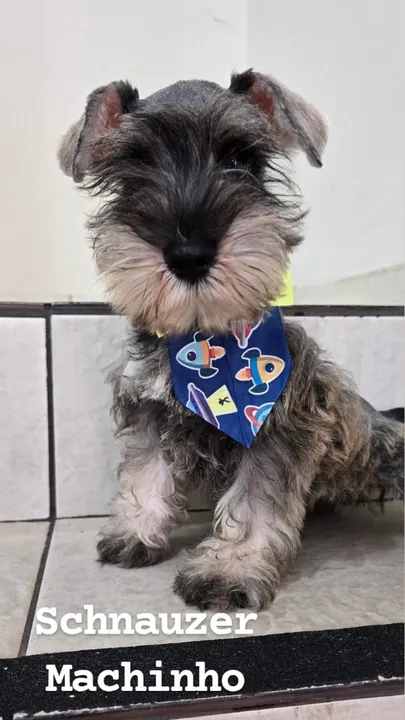 Schnauzer macho vacinado