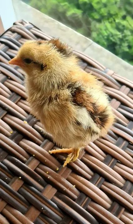 Pintos raça Brahma em POA - Foto 2