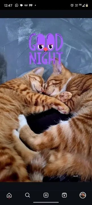 Doação de duas gatinhas urgente - Foto 3