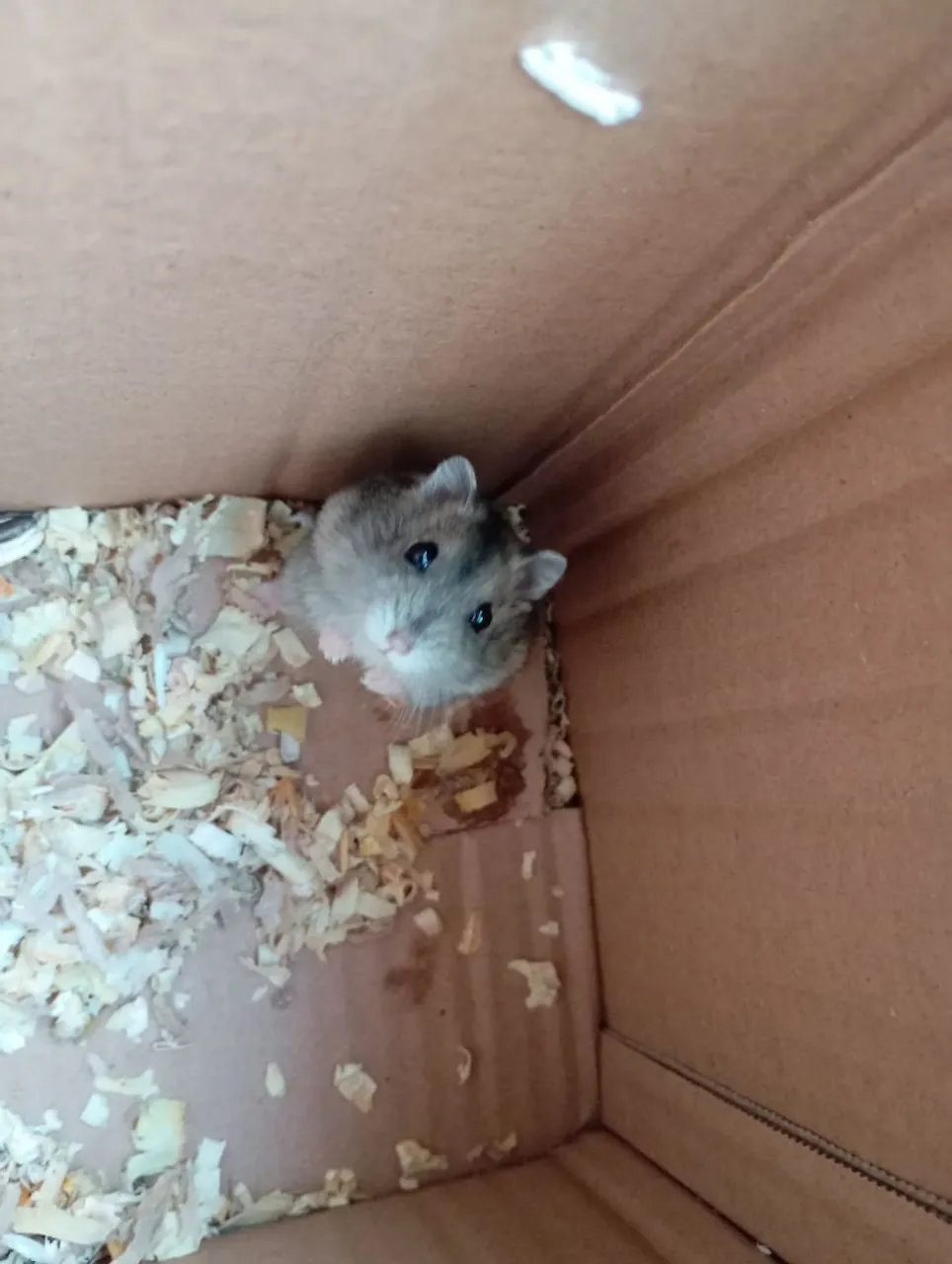 Hamsters fofos para vender.