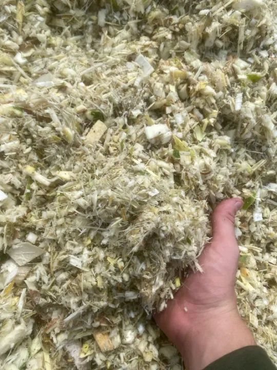 Pupunha Triturada R$0,10 o KG