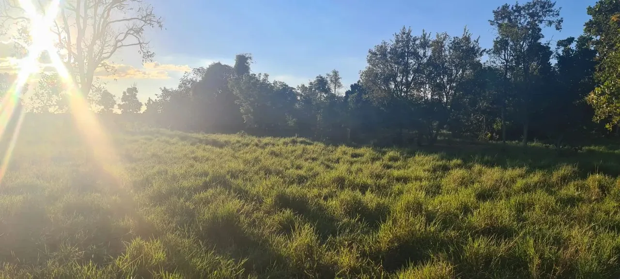 COD006 Chácara 14HECTARES VENDA -Campo Grande MS