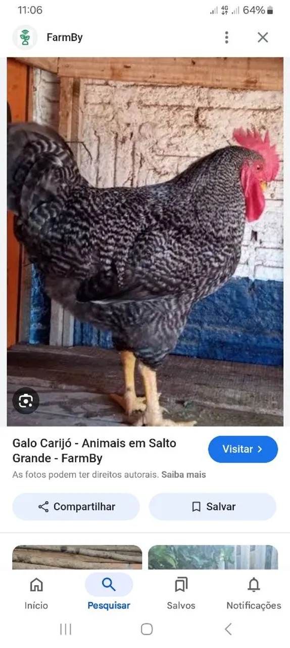Galo Carijó