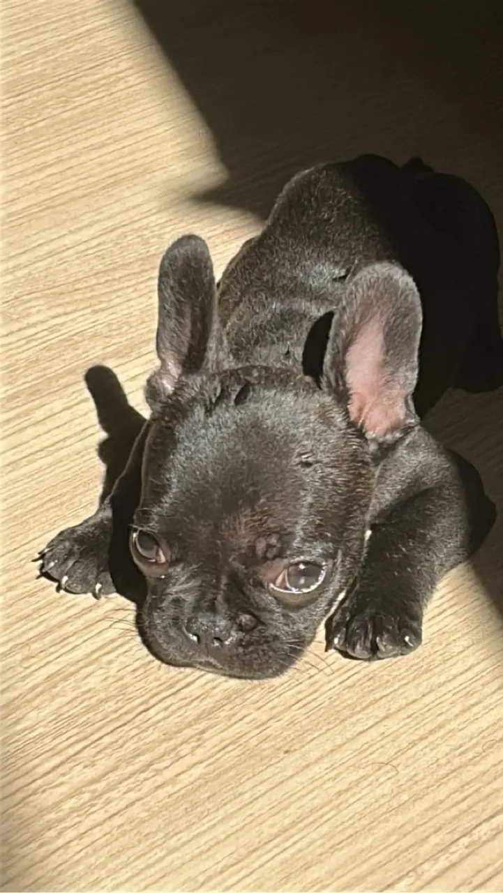 Buldogue francês