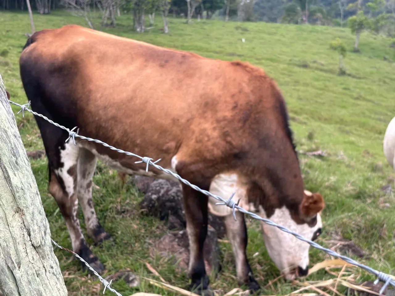 Novilho - Foto 3