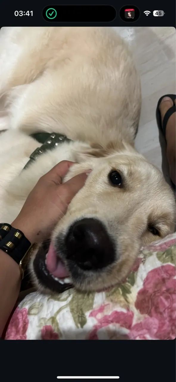 Golden Retriever - Foto 2