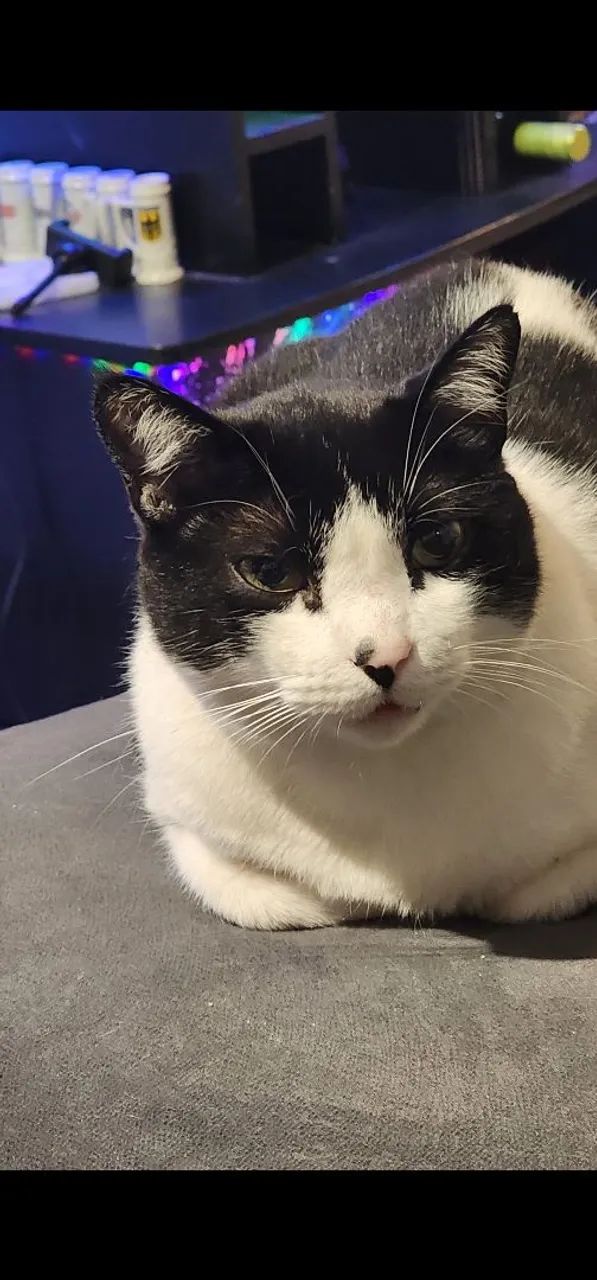Gato preguiçoso para doação 