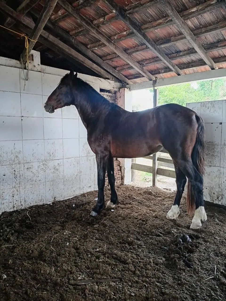 Potro mangalarga registrado