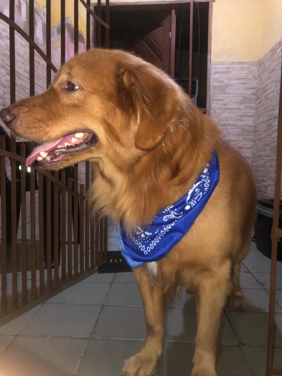 Golden Retriever procurando uma namorada.