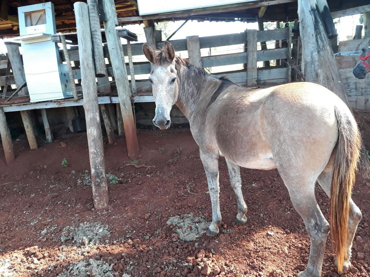 Burro para agropecuária - Foto 3