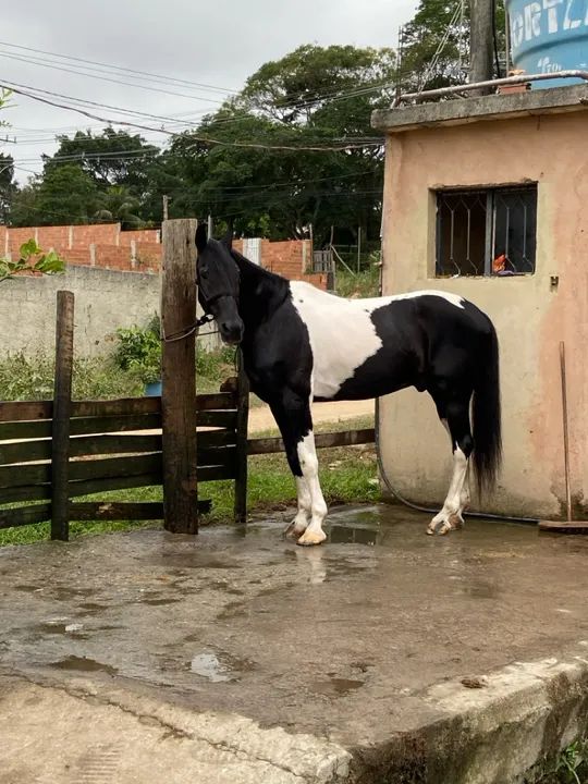 Cavalo pampa de preto  - Foto 4