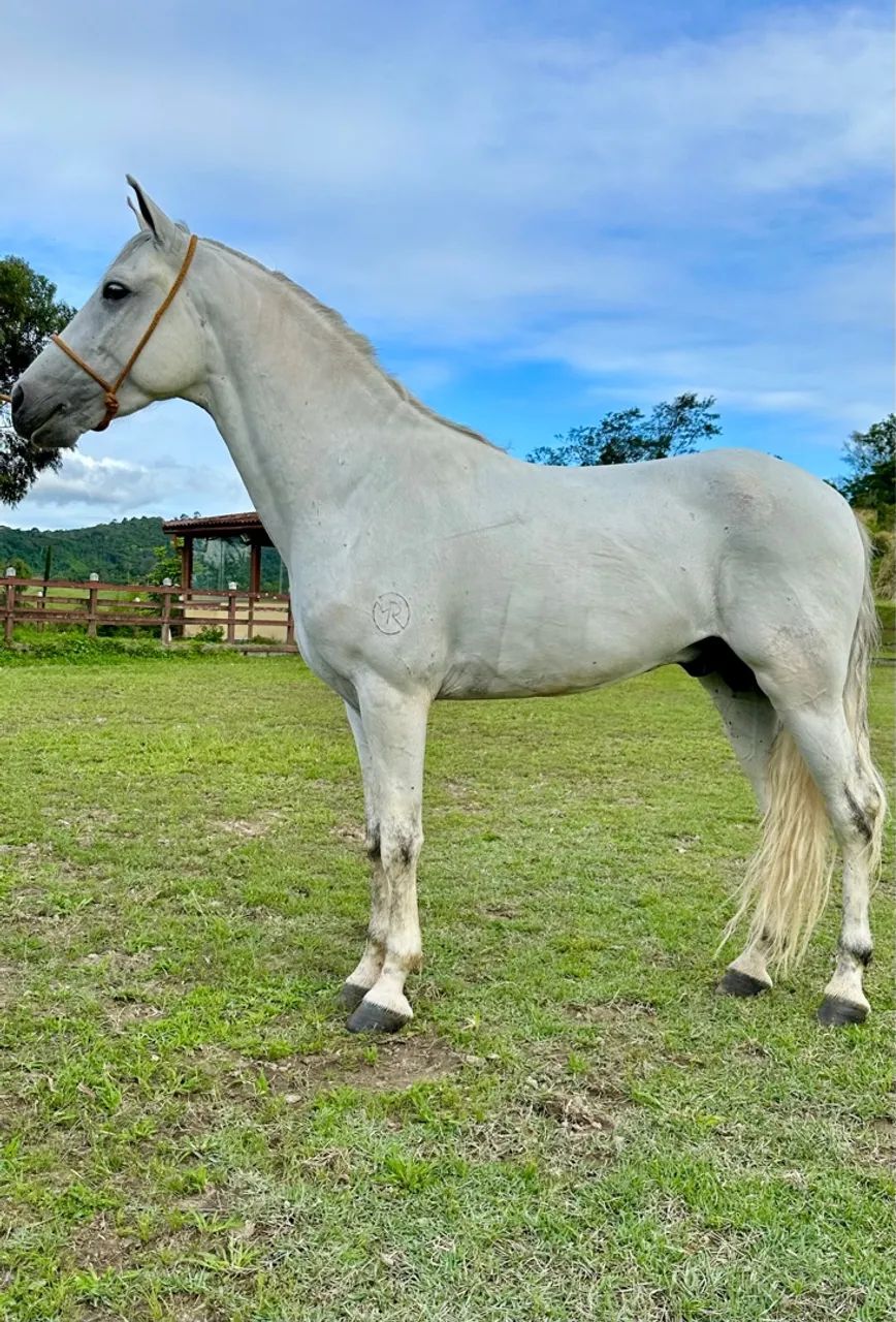 Cavalo Mangalarga Marcha Picada  - Foto 3