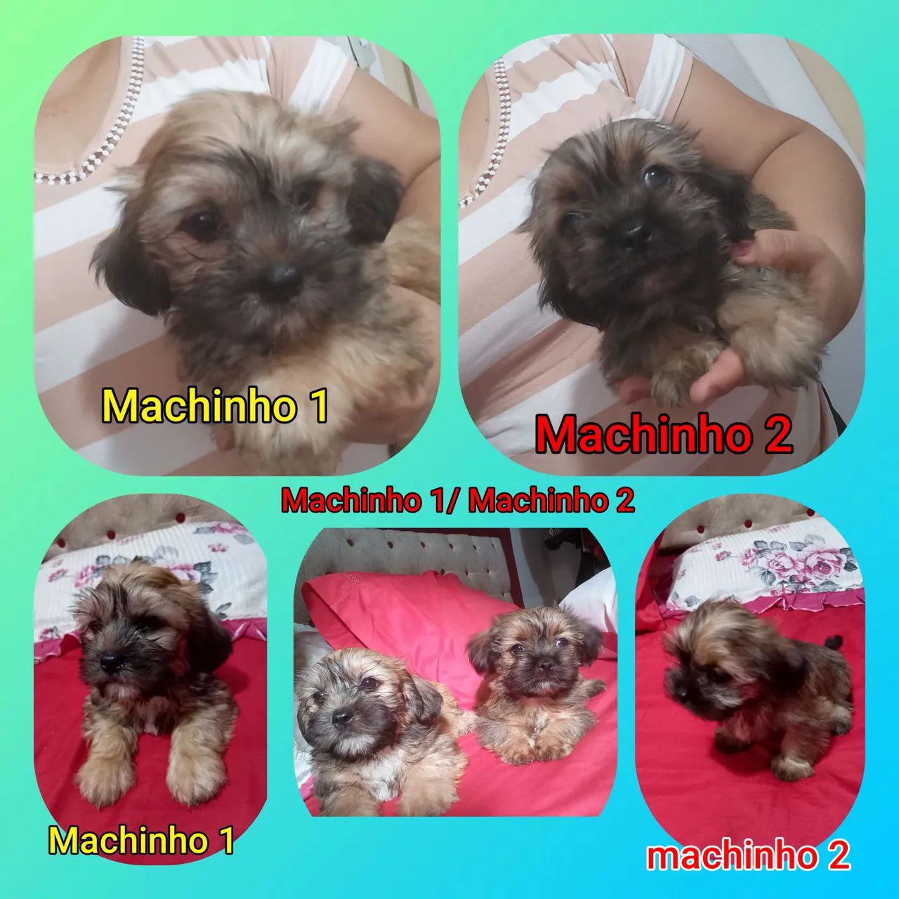 Filhote MACHINHO de shitzhu