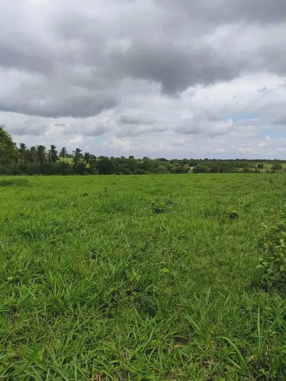 fazenda com 1.000 hectares de porteira fechada na região de vera cruz