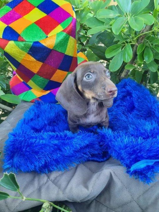 Machinhos, salsicha, dachshund - Foto 6