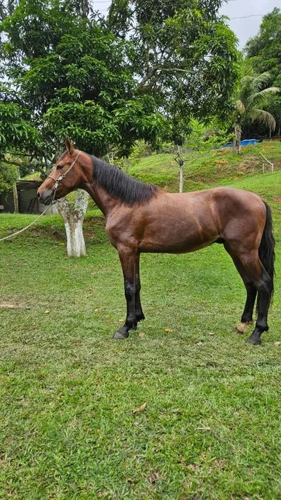 Potro Mangalarga Marchador - Foto 2