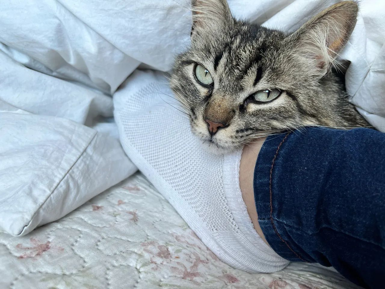 Doa se gatinho macho  - Foto 5